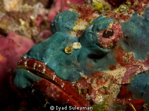 Scorpionfish by Iyad Suleyman 